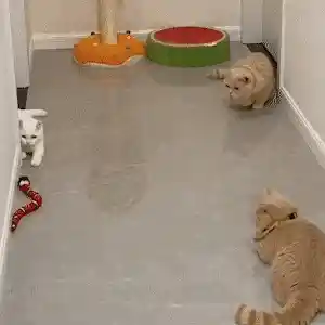 Interactive Cat Toy