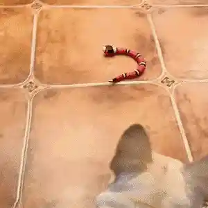 Cat Toy in Action
